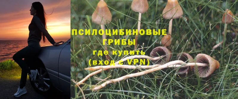 Галлюциногенные грибы Psilocybe  Пошехонье 